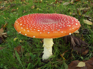 Fly Agaric